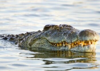 Sedang Asik Mandi Di Laut, Wanita 46 Tahun Tewas Diterkam Buaya