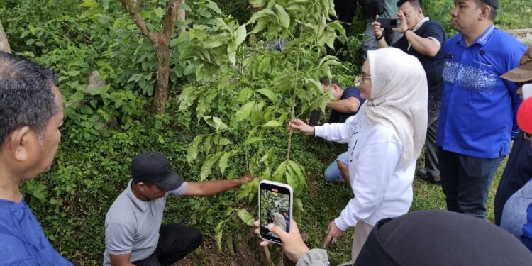 Kawasan Danau Perintis Makin Cantik Dengan Pohon Tabebuya