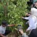 Kawasan Danau Perintis Makin Cantik Dengan Pohon Tabebuya