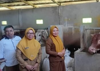 Data Sementara Jumlah Hewan Kurban di Kota Gorontalo Capai 823 Ekor