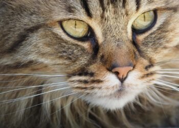 Cara Membersihkan Mata Kucing Tanpa Drama