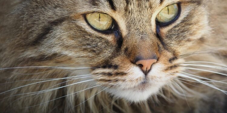 Cara Membersihkan Mata Kucing Tanpa Drama