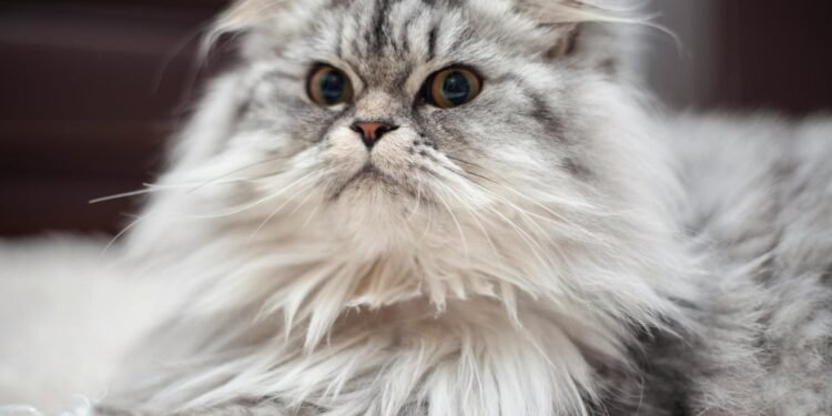 Tips Memilih Kandungan Shampo Kucing Untuk Kesehatan Bulu