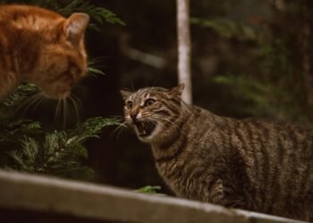 Tips Menangani Kucing Berantem di Rumah