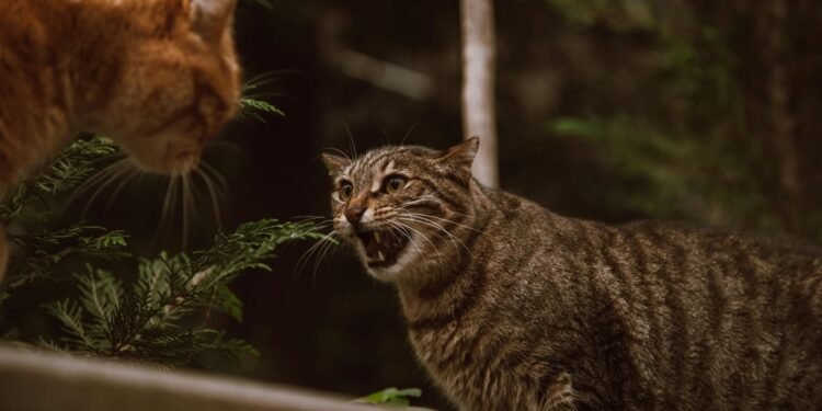 Tips Menangani Kucing Berantem di Rumah