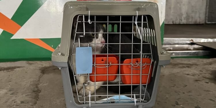 KAI Logistik Kirim Lebih dari 5.200 Hewan Peliharaan selama Periode Nataru 2025/2026