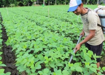 Holding Perkebunan Nusantara Dorong Pertanian Berkelanjutan Melalui Inovasi Pupuk Hayati Enero