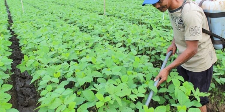 Holding Perkebunan Nusantara Dorong Pertanian Berkelanjutan Melalui Inovasi Pupuk Hayati Enero