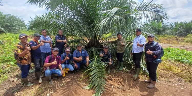 Holding Perkebunan Nusantara melalui PTPN IV Regional V Mutasikan TBM-3 ke TM-1 Seluas 1.119 Hektare pada Awal 2026