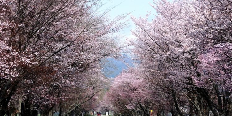 Rekomendasi Event Lari Maraton & Jalan Santai di Hokkaido