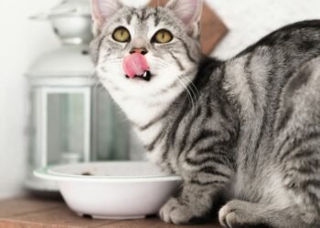 Berikut Ini Porsi Wet Food Harian untuk Kucing