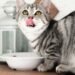 Berikut Ini Porsi Wet Food Harian untuk Kucing