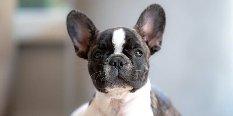 Tips Persiapan Adopsi Anjing Jenis French Bulldog