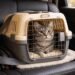 Tips Bawa Kucing Mudik Pakai Pet Cargo