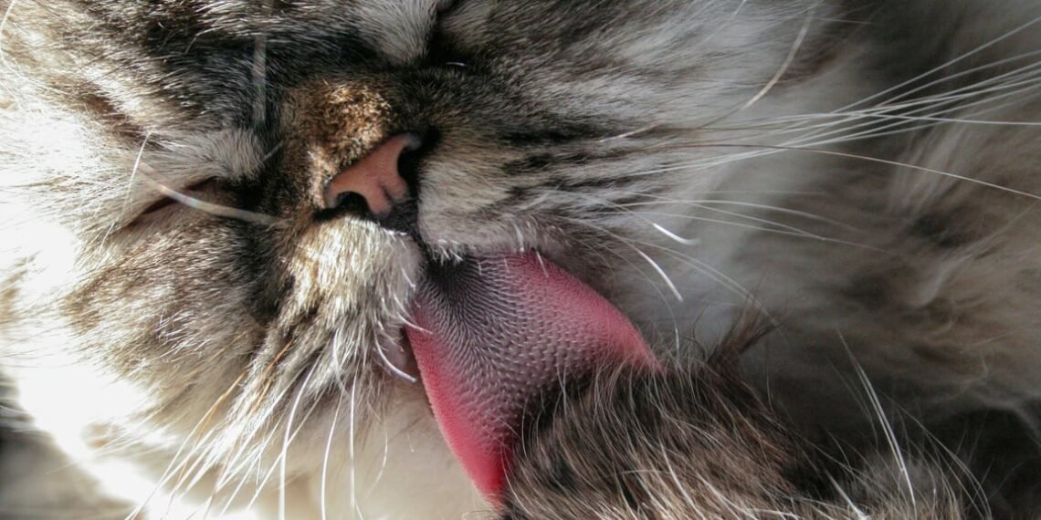 Fakta dan Fungsi Lidah Kucing Terasa Kasar