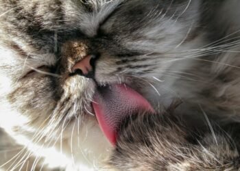 Fakta dan Fungsi Lidah Kucing Terasa Kasar