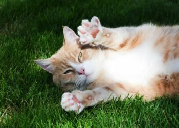 Makanan yang Bagus untuk Imunitas Kucing