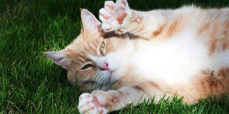 Makanan yang Bagus untuk Imunitas Kucing