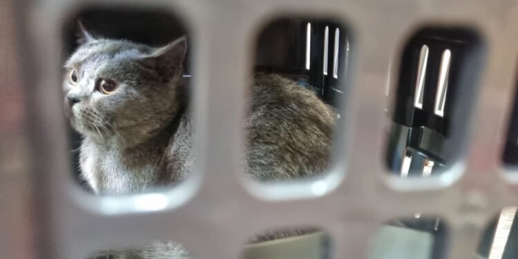 Memasuki Arus Mudik Lebaran, Pengiriman Hewan Peliharaan Via KAI Logistik Meningkat