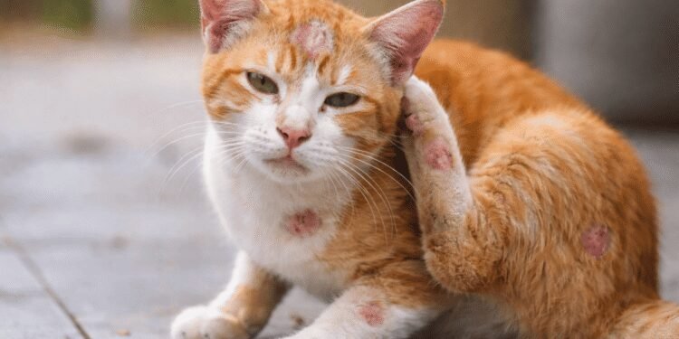 Penyebab dan Cara Atasi Jamur Pada Kucing