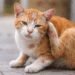 Penyebab dan Cara Atasi Jamur Pada Kucing