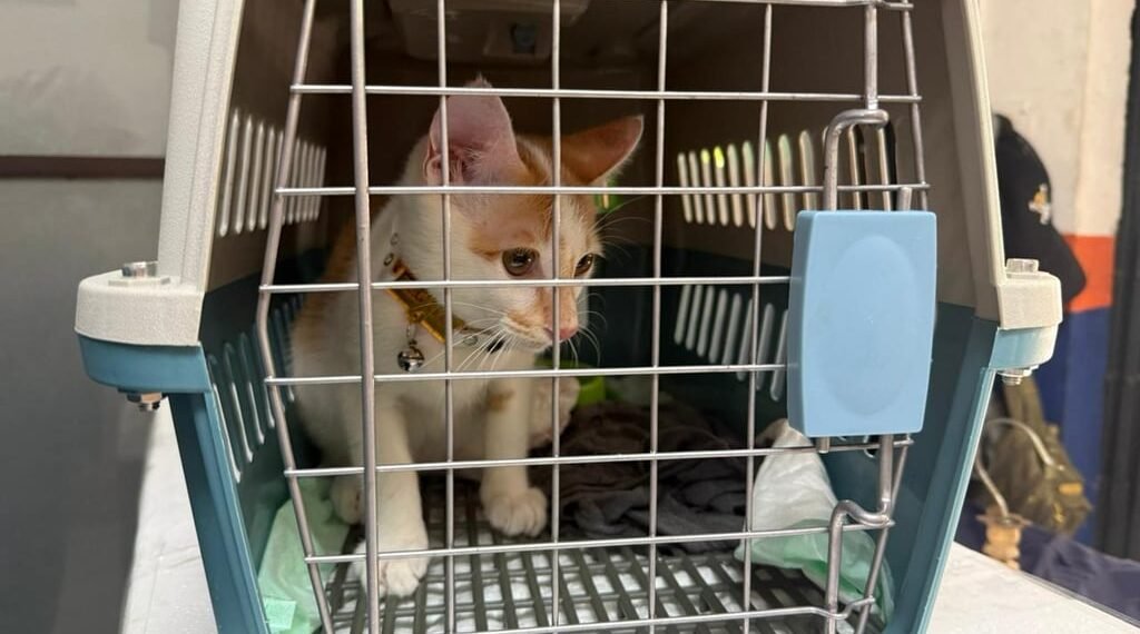 Mudik Bersama Hewan Peliharaan Kian Jadi Pilihan, KAI Logistik Catat 13.435 Pengiriman Hewan Peliharaan Selama Ramadan – IdulFitri