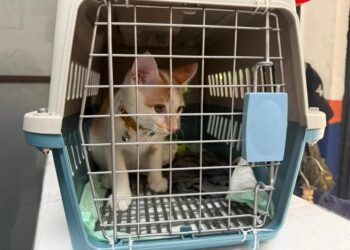 Mudik Bersama Hewan Peliharaan Kian Jadi Pilihan, KAI Logistik Catat 13.435 Pengiriman Hewan Peliharaan Selama Ramadan – IdulFitri