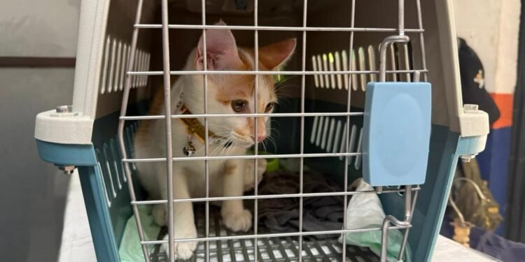 Mudik Bersama Hewan Peliharaan Kian Jadi Pilihan, KAI Logistik Catat 13.435 Pengiriman Hewan Peliharaan Selama Ramadan – IdulFitri