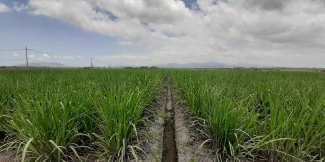 Holding Perkebunan Nusantara Dukung Ketahanan Pangan, PTPN I Masuk Bisnis Singkong dan Jagung