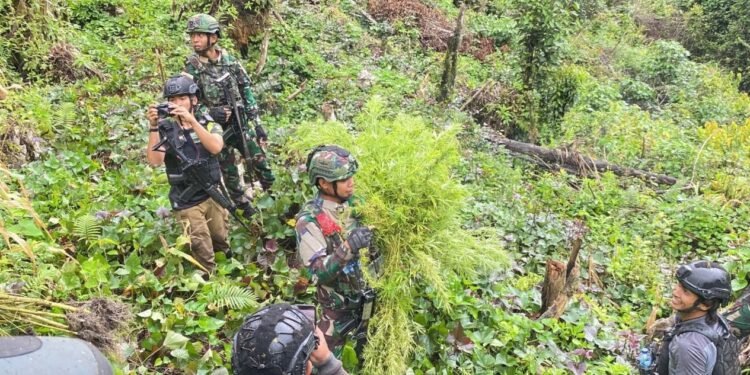 Jenderal Lucky Avianto Turun Gunung Hancurkan Ladang Ganja Di Pedalaman Rimba, Paska ‘Dilegalkan’ OPM Papua