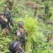 Jenderal Lucky Avianto Turun Gunung Hancurkan Ladang Ganja Di Pedalaman Rimba, Paska ‘Dilegalkan’ OPM Papua