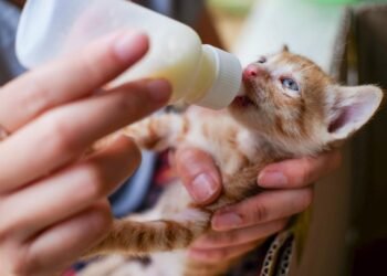 Panduan Memberikan Susu pada Anak Kucing Sesuai Kebutuhan