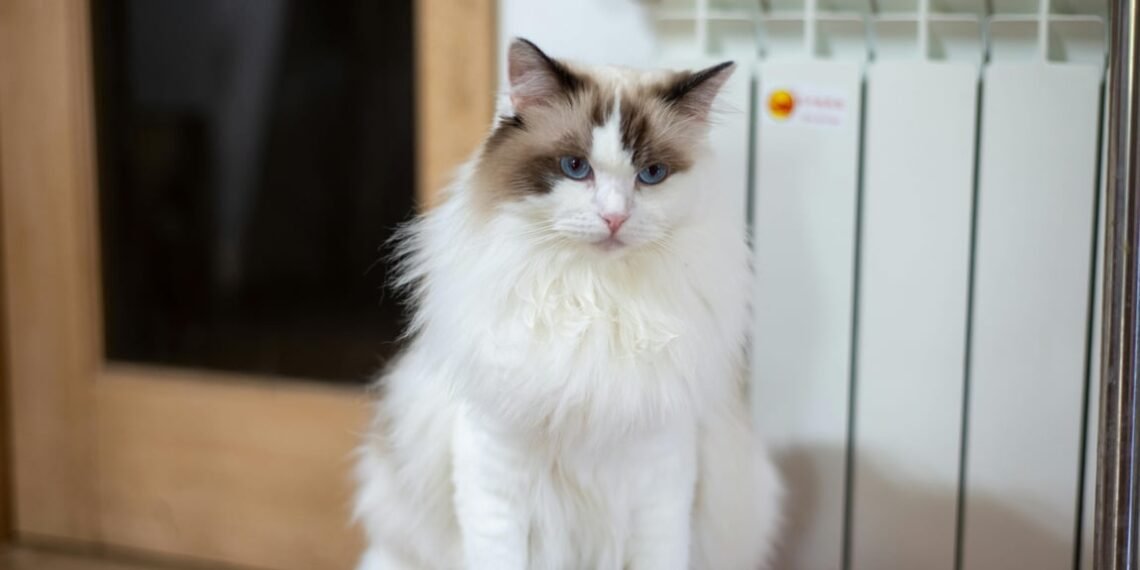 Mengenal Ragdoll Cat dan Pemeliharaan Bulunya