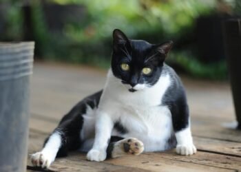 Penyebab Perut Kucing Membesar dan Cara Mengatasinya