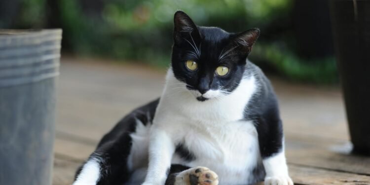Penyebab Perut Kucing Membesar dan Cara Mengatasinya