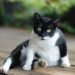Penyebab Perut Kucing Membesar dan Cara Mengatasinya