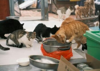 5 Kelebihan Adopsi Kucing Dari Shelter