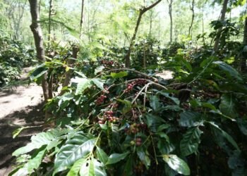 Holding Perkebunan Nusantara Dorong Kinerja Kopi PalmCo Tetap Solid di Tengah Tekanan Cuaca