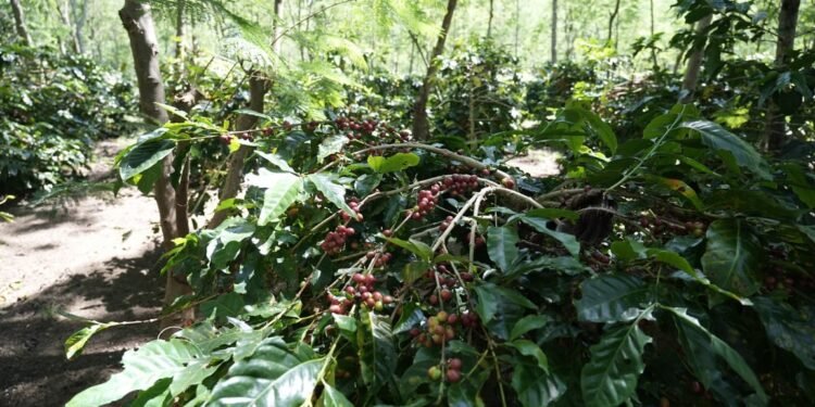Holding Perkebunan Nusantara Dorong Kinerja Kopi PalmCo Tetap Solid di Tengah Tekanan Cuaca