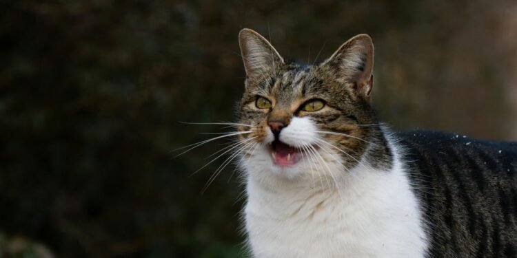 Mengenal Berbagai Suara Kucing dan Maknanya