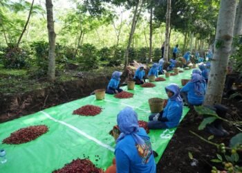 Holding Perkebunan Nusantara Terus Perkuat Daya Saing Global, Ekspor Kopi Ijen PalmCo Tembus AS dan Inggris