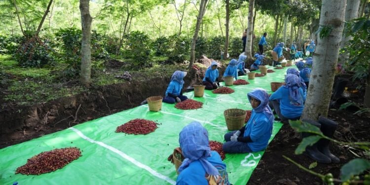 Holding Perkebunan Nusantara Terus Perkuat Daya Saing Global, Ekspor Kopi Ijen PalmCo Tembus AS dan Inggris