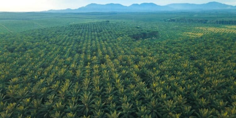 Gangguan Premanisme di Perkebunan Sawit Ancaman Nyata bagi Ketahanan Energi Nasional.
