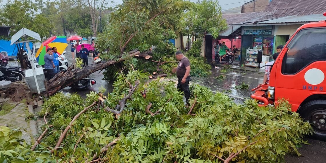 BPBD Gerak Cepat, Pohon Tumbang di Sejumlah Wilayah Berhasil Dievakuasi