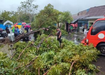 BPBD Gerak Cepat, Pohon Tumbang di Sejumlah Wilayah Berhasil Dievakuasi