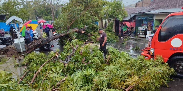 BPBD Gerak Cepat, Pohon Tumbang di Sejumlah Wilayah Berhasil Dievakuasi