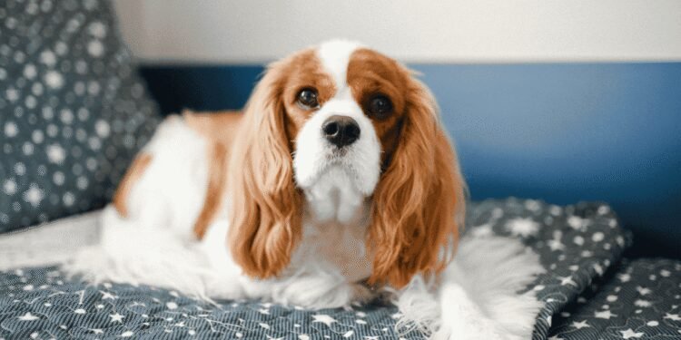 Kenapa Cavalier King Charles Spaniel Jadi Salah Satu Doggy Favorit Pecinta Hewan