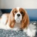 Kenapa Cavalier King Charles Spaniel Jadi Salah Satu Doggy Favorit Pecinta Hewan