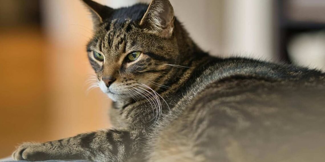Mengenal Kucing Mujair, Kucing Lokal dengan Karakter Unik yang Banyak Disukai