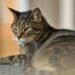 Mengenal Kucing Mujair, Kucing Lokal dengan Karakter Unik yang Banyak Disukai